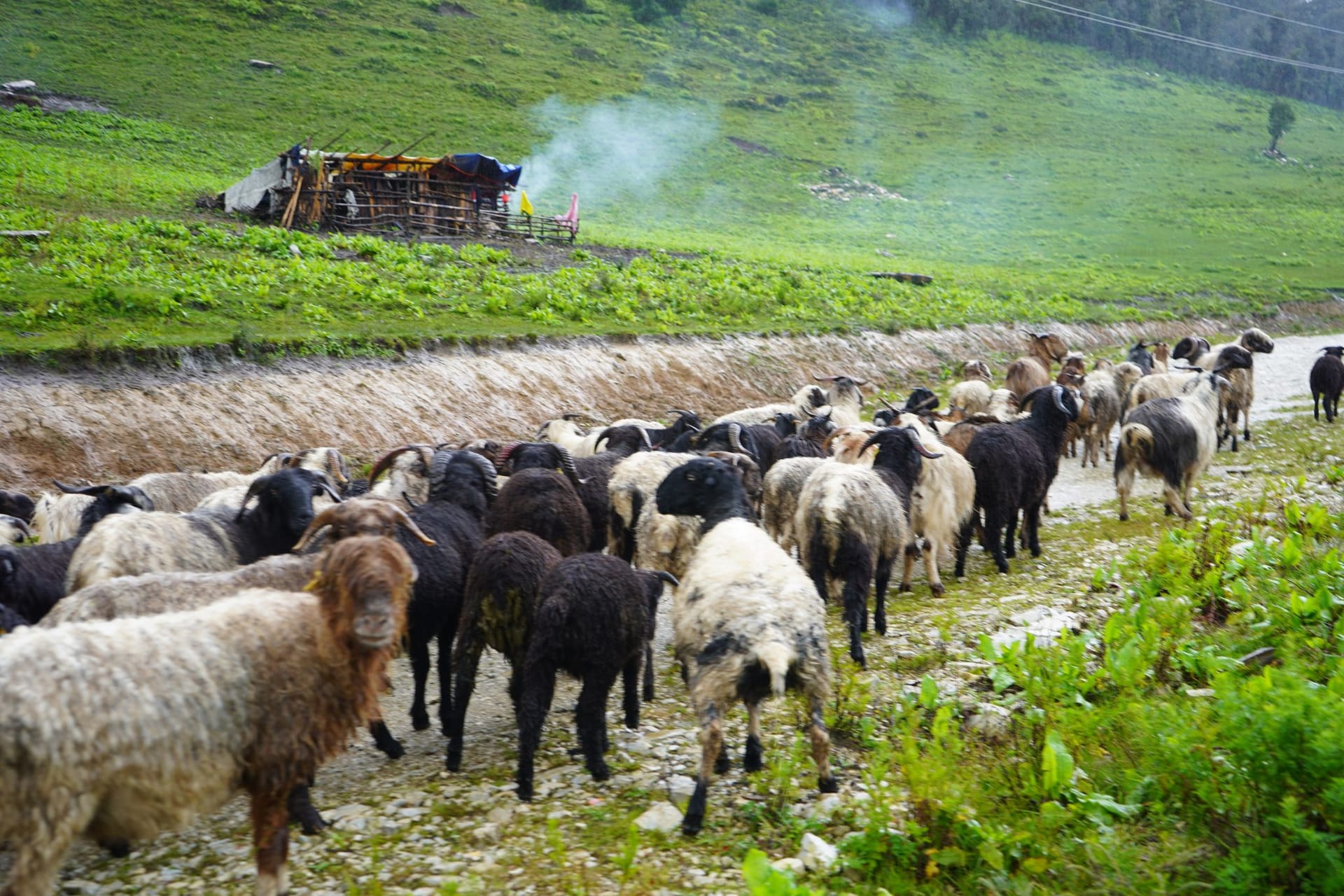 A herd of sheep and goats on a stony path below a herder's shelter in a green pasture